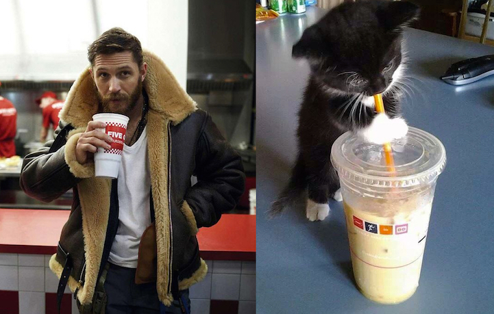 Série Hommes et Chatons