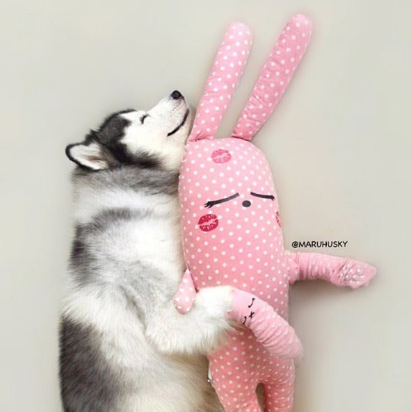 Maru tem mais de 66 mil seguidores no Instagram. Siga @maruhusky
