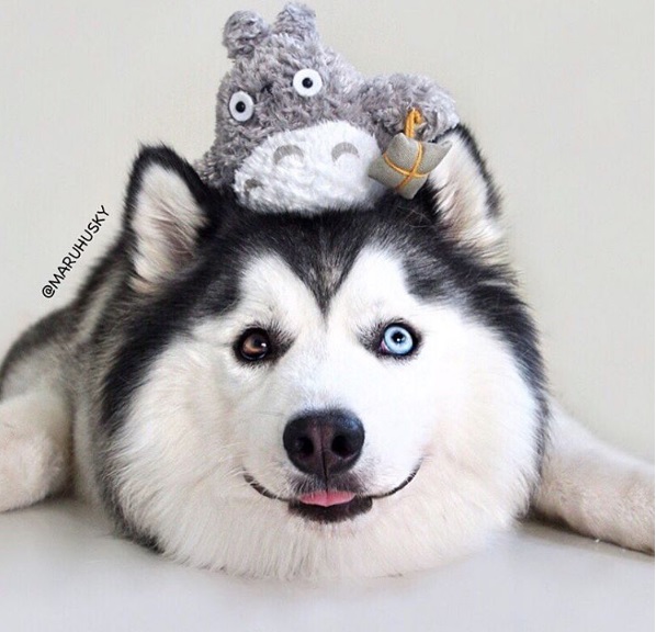 Maru tem mais de 66 mil seguidores no Instagram. Siga @maruhusky