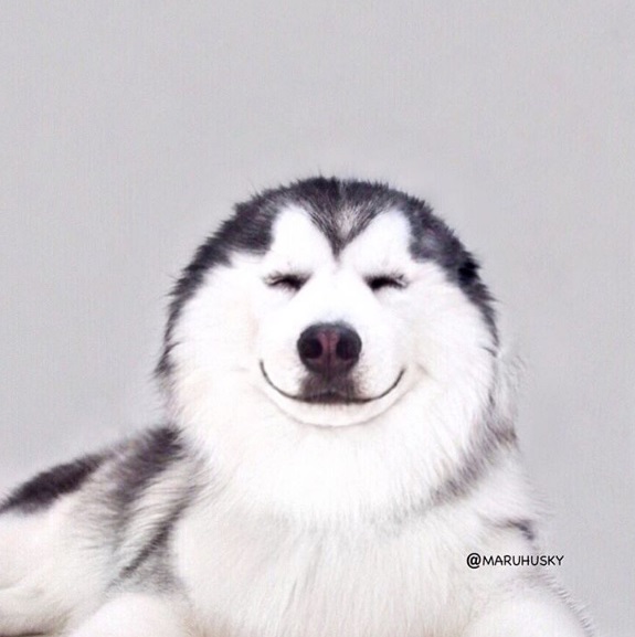 Maru tem mais de 66 mil seguidores no Instagram. Siga @maruhusky