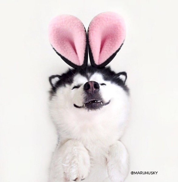 Maru tem mais de 66 mil seguidores no Instagram. Siga @maruhusky