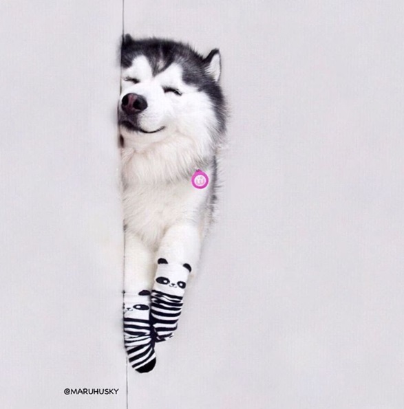 Maru tem mais de 66 mil seguidores no Instagram. Siga @maruhusky