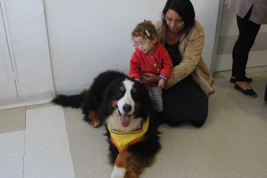 Magnus, cão terapeuta