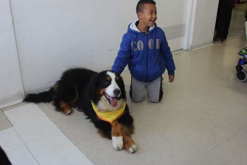 Magnus, cão terapeuta