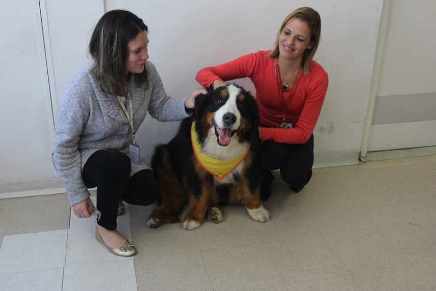 Magnus, cão terapeuta