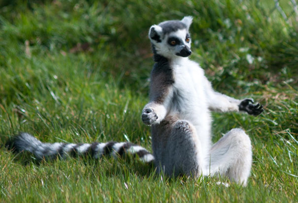 Esses animais simplesmente arrasam na yoga