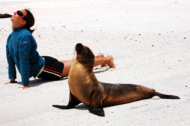 Esses animais simplesmente arrasam na yoga