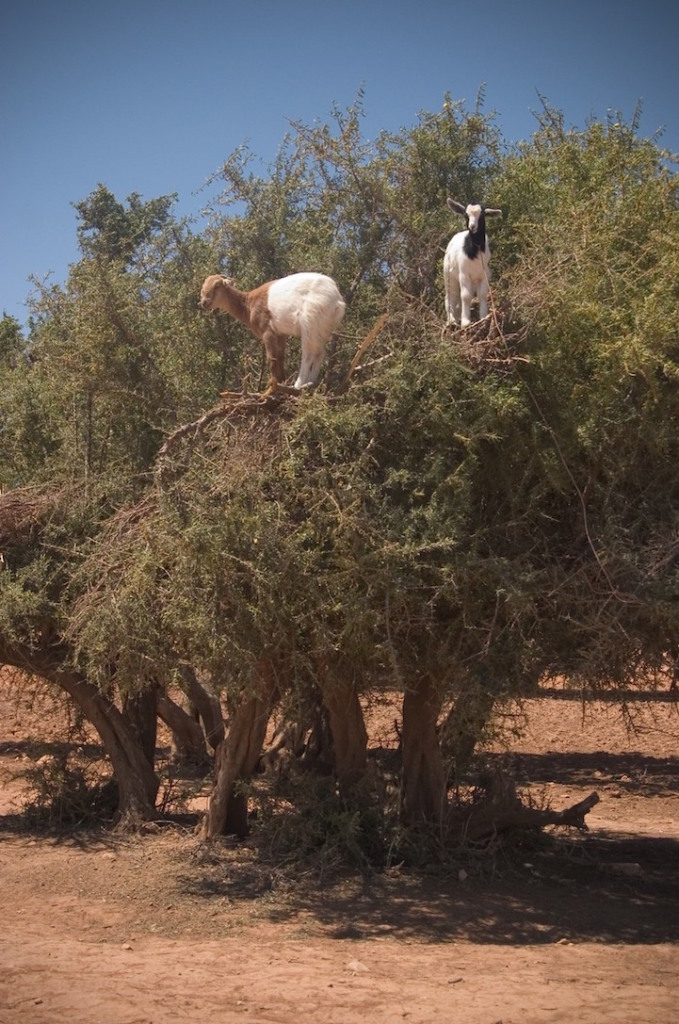 Cabras do Marrocos que sobem em árvores 