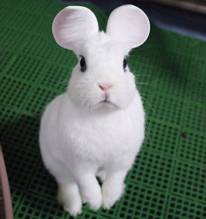 Orelhas de pets no estilo Mickey Mouse