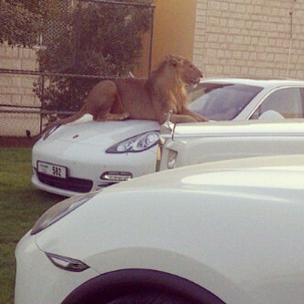 Você tem cachorros e gatos? Os milionários de Dubai preferem guepardos, tigres, leões e pássaros raros