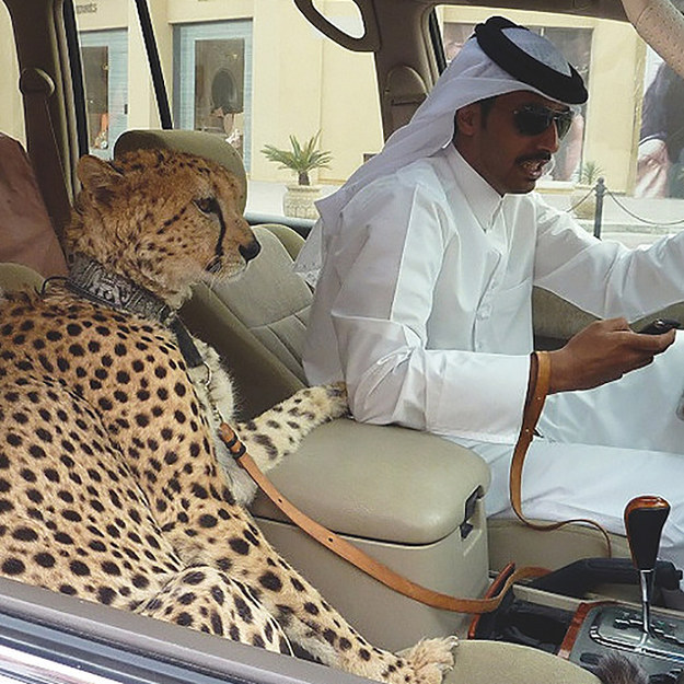 Você tem cachorros e gatos? Os milionários de Dubai preferem guepardos, tigres, leões e pássaros raros