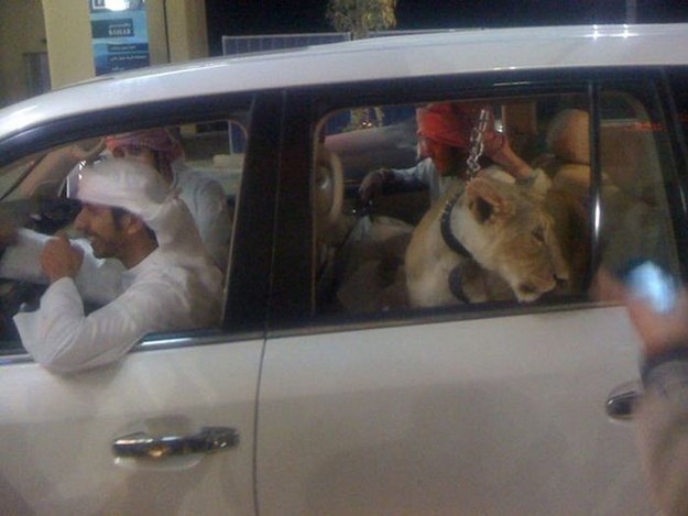 Você tem cachorros e gatos? Os milionários de Dubai preferem guepardos, tigres, leões e pássaros raros