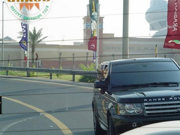 Você tem cachorros e gatos? Os milionários de Dubai preferem guepardos, tigres, leões e pássaros raros
