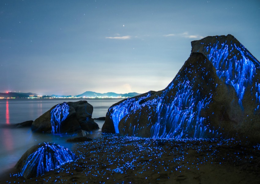 Série mostra fenômeno natural bioluminescente no Japão