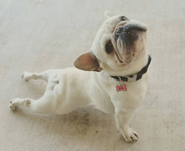 Esses animais simplesmente arrasam na yoga