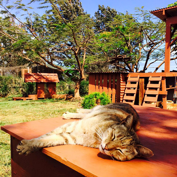 O Lanai Cat Sanctuary tem 25 mil metros quadrados e quase 500 gatos para os visitantes brincarem e mimarem