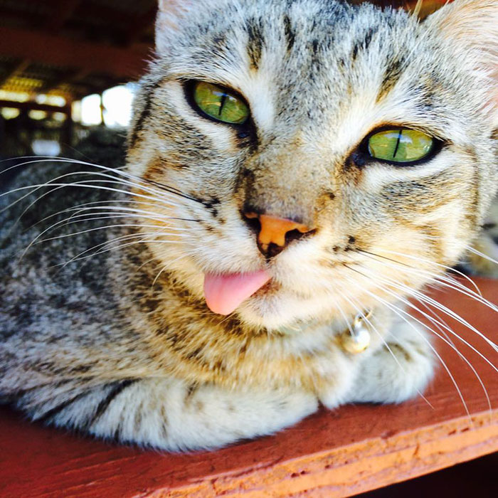 O Lanai Cat Sanctuary tem 25 mil metros quadrados e quase 500 gatos para os visitantes brincarem e mimarem