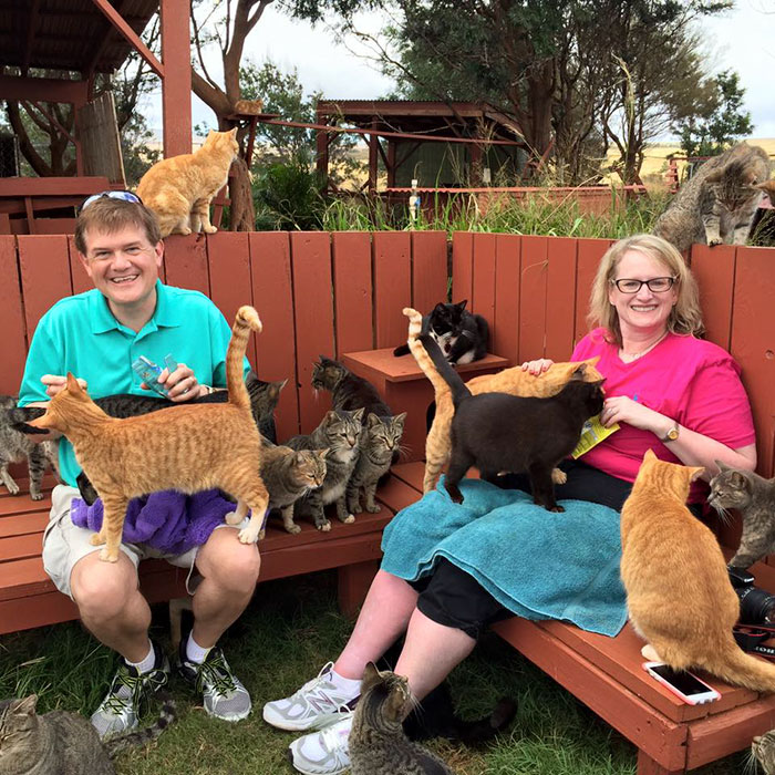 O Lanai Cat Sanctuary tem 25 mil metros quadrados e quase 500 gatos para os visitantes brincarem e mimarem