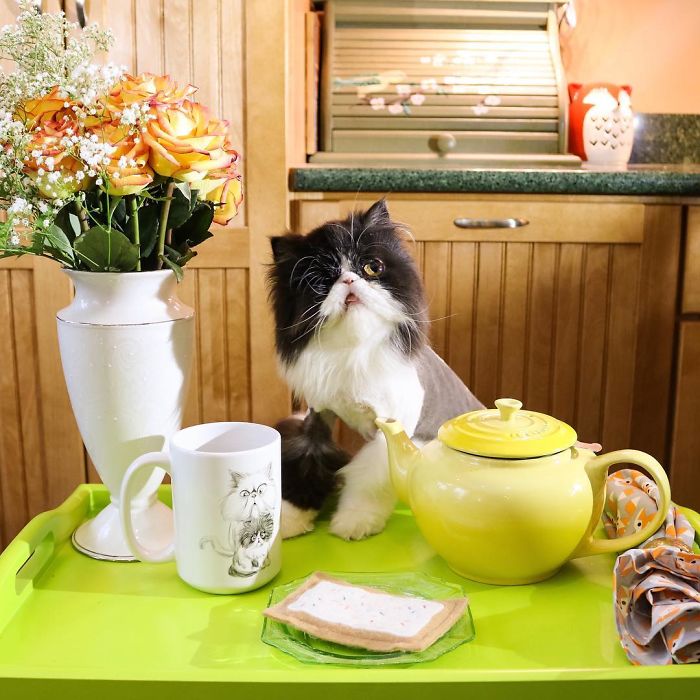 Para acompanhar as aventuras da gata Spaghettio, é só seguir o Instagram @albieluckdragon
