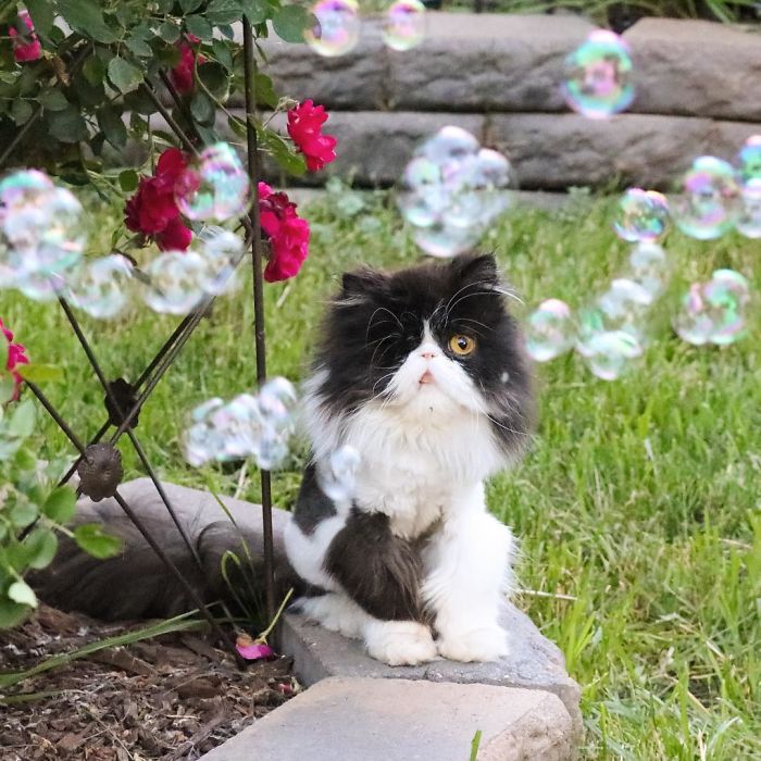 Para acompanhar as aventuras da gata Spaghettio, é só seguir o Instagram @albieluckdragon