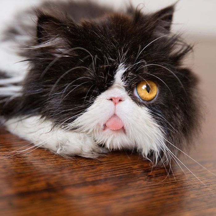 Para acompanhar as aventuras da gata Spaghettio, é só seguir o Instagram @albieluckdragon