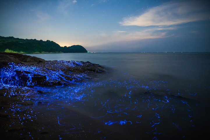 Série mostra fenômeno natural bioluminescente no Japão
