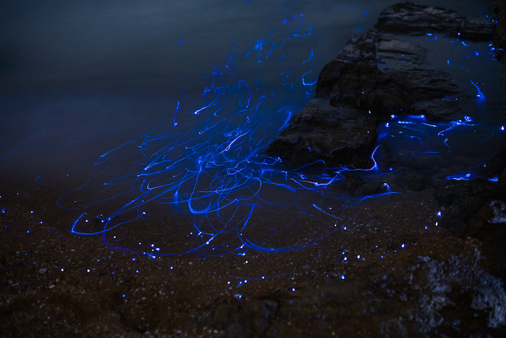 Série mostra fenômeno natural bioluminescente no Japão