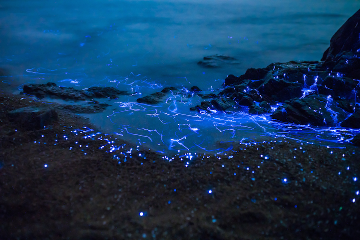 Série mostra fenômeno natural bioluminescente no Japão