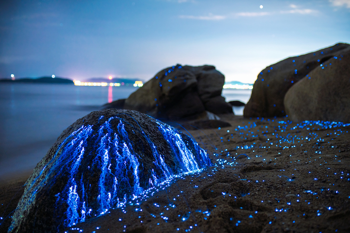 Série mostra fenômeno natural bioluminescente no Japão