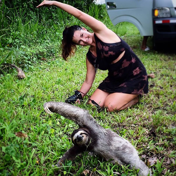 Esses animais simplesmente arrasam na yoga