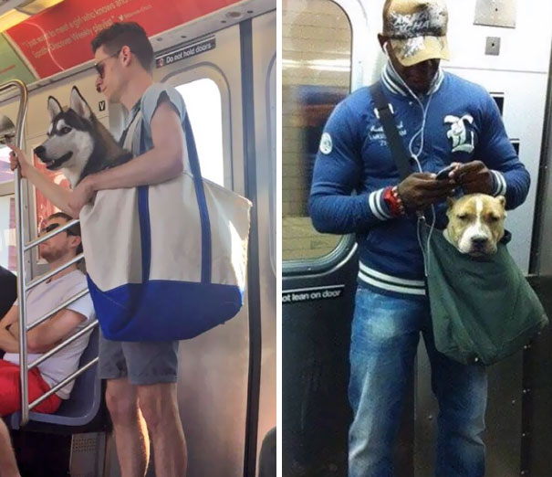 Em Nova York, é proibido levar o cachorro pela coleira no metrô. Então, seus donos levam na bolsa mesmo.