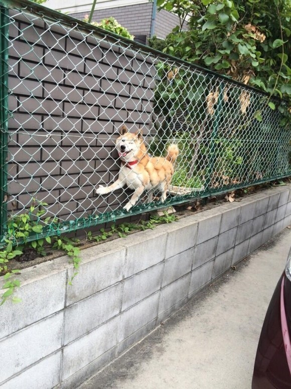 Esses catioros são tão fofos que não sabem lidar com o fato de que não são mais filhotes!