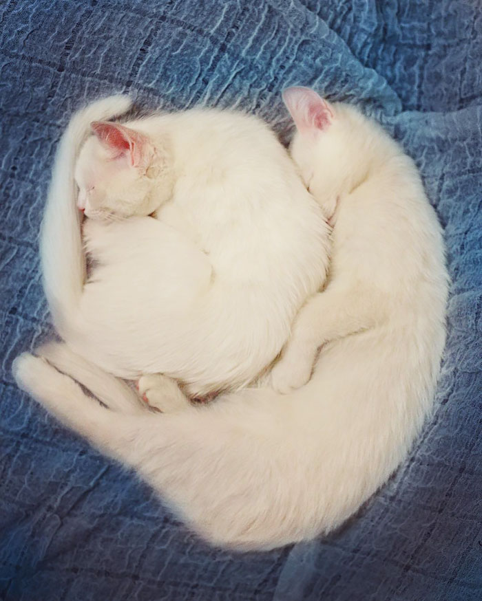 Esses gêmeos nasceram com heterocromia, uma anomalia que muda a cor dos olhos. Isso só os torna ainda mais perfeitinhos, fala sério! O instagram dos gatos russos já conta com quase 50 milhões de seguidores. Não é para menos!