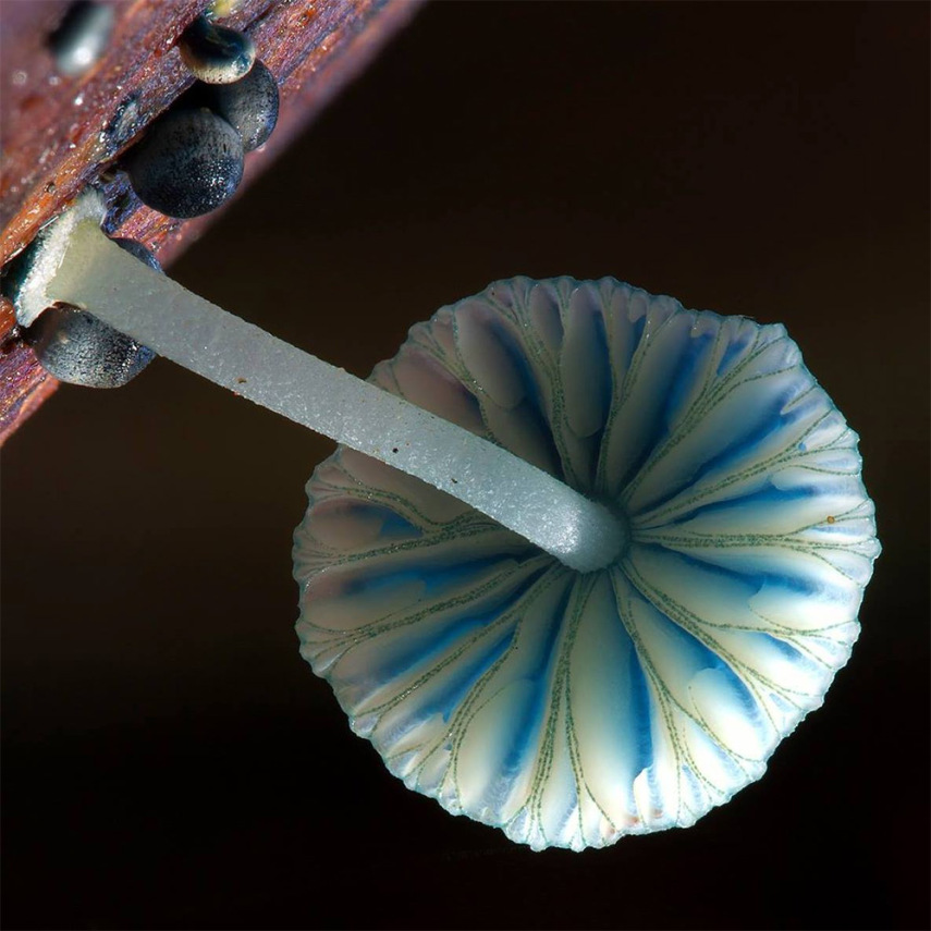 O fotógrafo Steve Axford se aventura na natureza em busca de novas espécies de cogumelos. Incrível como cada um tem suas próprias características, né?