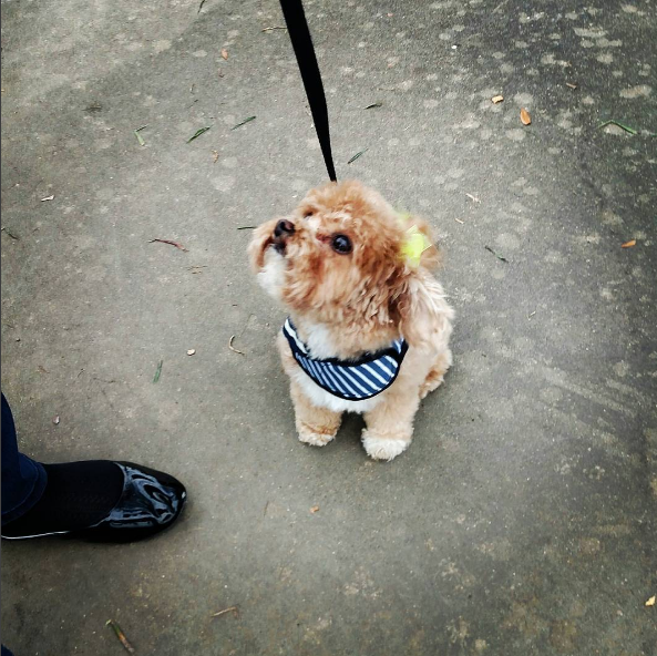 Dia 26 de agosto é dia mundial dos amigos de quatro patas. E, para comemora, as redes sociais estão cheias de fotos lindas e muito amor pelos pets