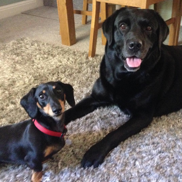 Dia 26 de agosto é dia mundial dos amigos de quatro patas. E, para comemora, as redes sociais estão cheias de fotos lindas e muito amor pelos pets