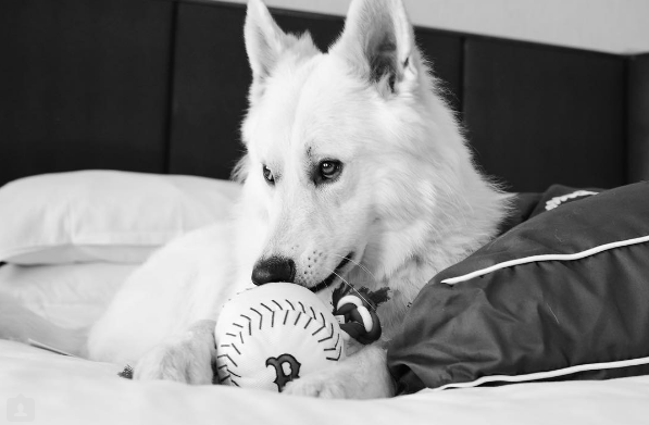 Dia 26 de agosto é dia mundial dos amigos de quatro patas. E, para comemora, as redes sociais estão cheias de fotos lindas e muito amor pelos pets