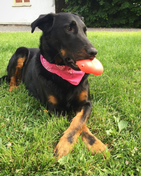 Dia 26 de agosto é dia mundial dos amigos de quatro patas. E, para comemora, as redes sociais estão cheias de fotos lindas e muito amor pelos pets