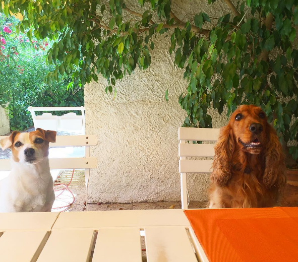 Dia 26 de agosto é dia mundial dos amigos de quatro patas. E, para comemora, as redes sociais estão cheias de fotos lindas e muito amor pelos pets