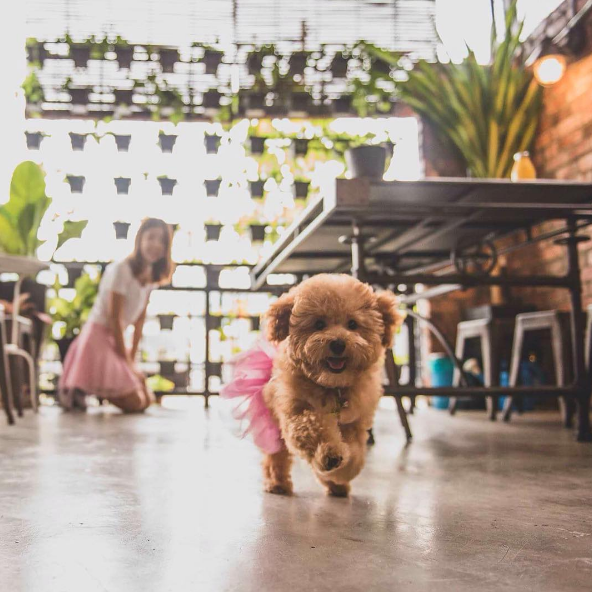 Dia 26 de agosto é dia mundial dos amigos de quatro patas. E, para comemora, as redes sociais estão cheias de fotos lindas e muito amor pelos pets