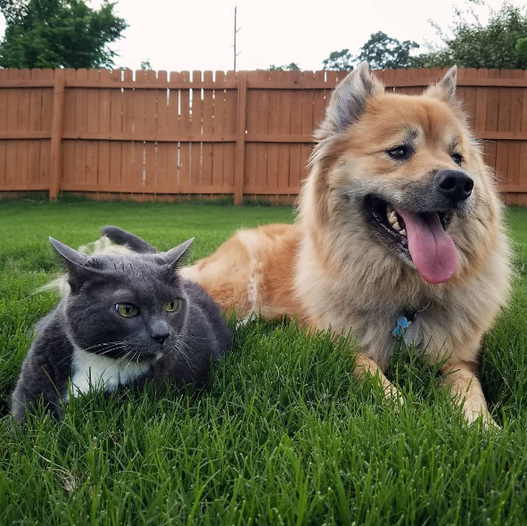 Dia 26 de agosto é dia mundial dos amigos de quatro patas. E, para comemora, as redes sociais estão cheias de fotos lindas e muito amor pelos pets