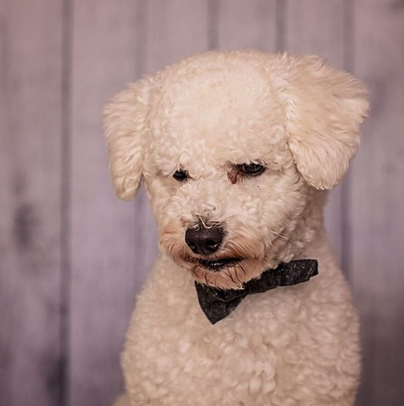 Dia 26 de agosto é dia mundial dos amigos de quatro patas. E, para comemora, as redes sociais estão cheias de fotos lindas e muito amor pelos pets