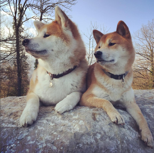 Dia 26 de agosto é dia mundial dos amigos de quatro patas. E, para comemora, as redes sociais estão cheias de fotos lindas e muito amor pelos pets