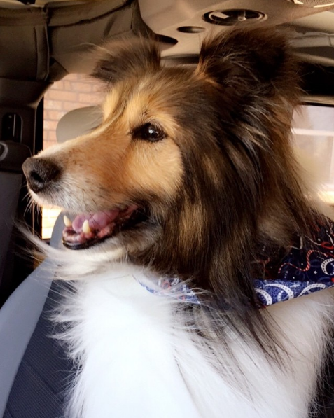 Dia 26 de agosto é dia mundial dos amigos de quatro patas. E, para comemora, as redes sociais estão cheias de fotos lindas e muito amor pelos pets