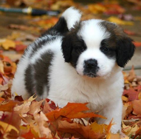 Dia 26 de agosto é dia mundial dos amigos de quatro patas. E, para comemora, as redes sociais estão cheias de fotos lindas e muito amor pelos pets
