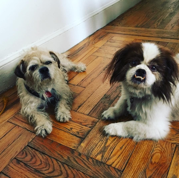 Dia 26 de agosto é dia mundial dos amigos de quatro patas. E, para comemora, as redes sociais estão cheias de fotos lindas e muito amor pelos pets