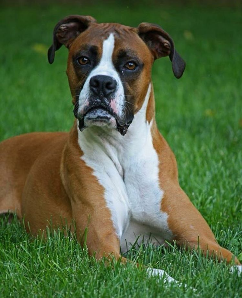Dia 26 de agosto é dia mundial dos amigos de quatro patas. E, para comemora, as redes sociais estão cheias de fotos lindas e muito amor pelos pets