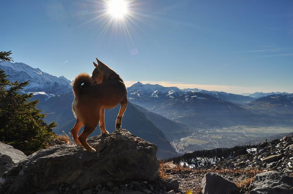Dia 26 de agosto é dia mundial dos amigos de quatro patas. E, para comemora, as redes sociais estão cheias de fotos lindas e muito amor pelos pets