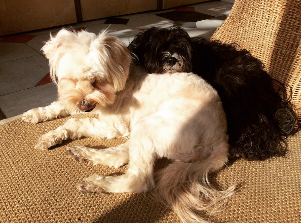 Dia 26 de agosto é dia mundial dos amigos de quatro patas. E, para comemora, as redes sociais estão cheias de fotos lindas e muito amor pelos pets