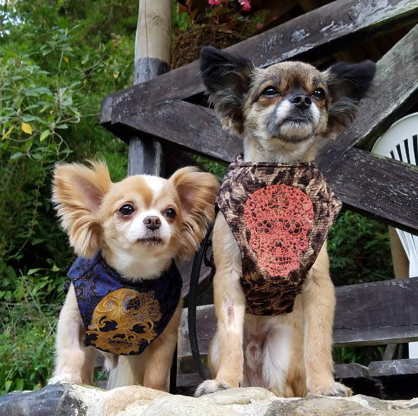 Dia 26 de agosto é dia mundial dos amigos de quatro patas. E, para comemora, as redes sociais estão cheias de fotos lindas e muito amor pelos pets